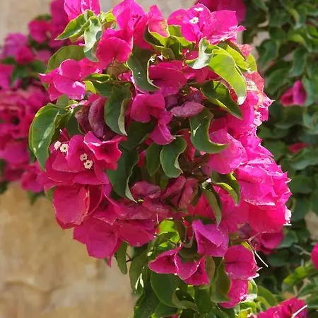 דירה Sofia Luxury Maisonettes