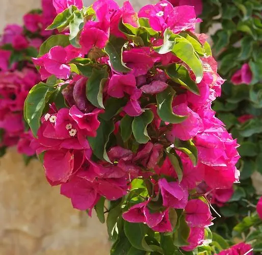 아파트 Sofia Luxury Maisonettes